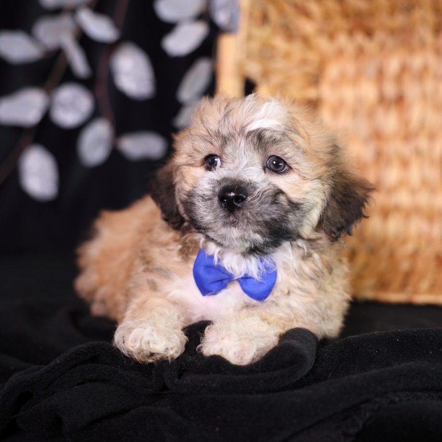 teddy bear shichon puppies for sale