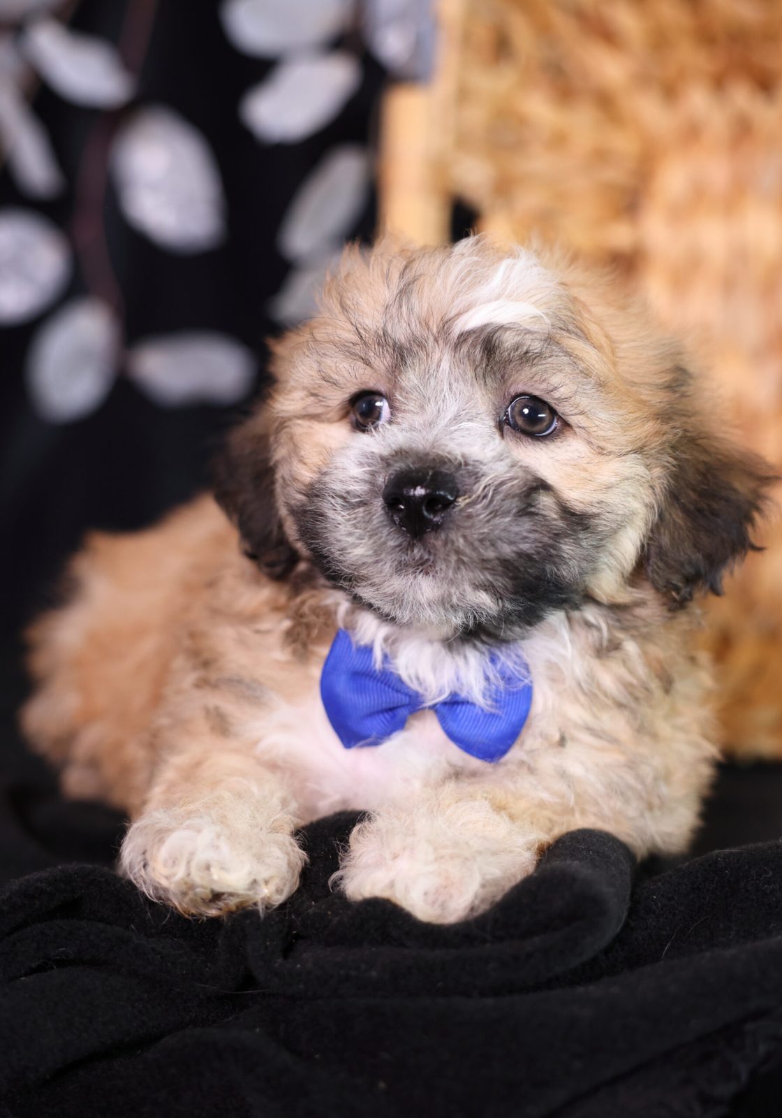 teddy bear shichon puppies for sale