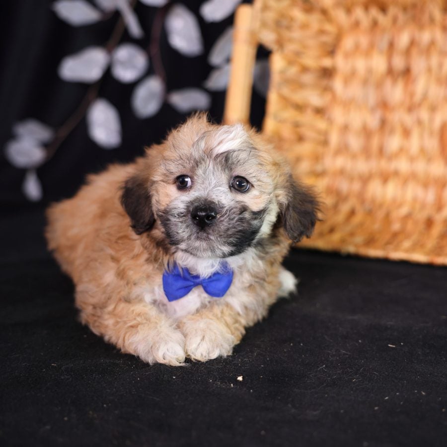 teddy bear shichon puppies pa