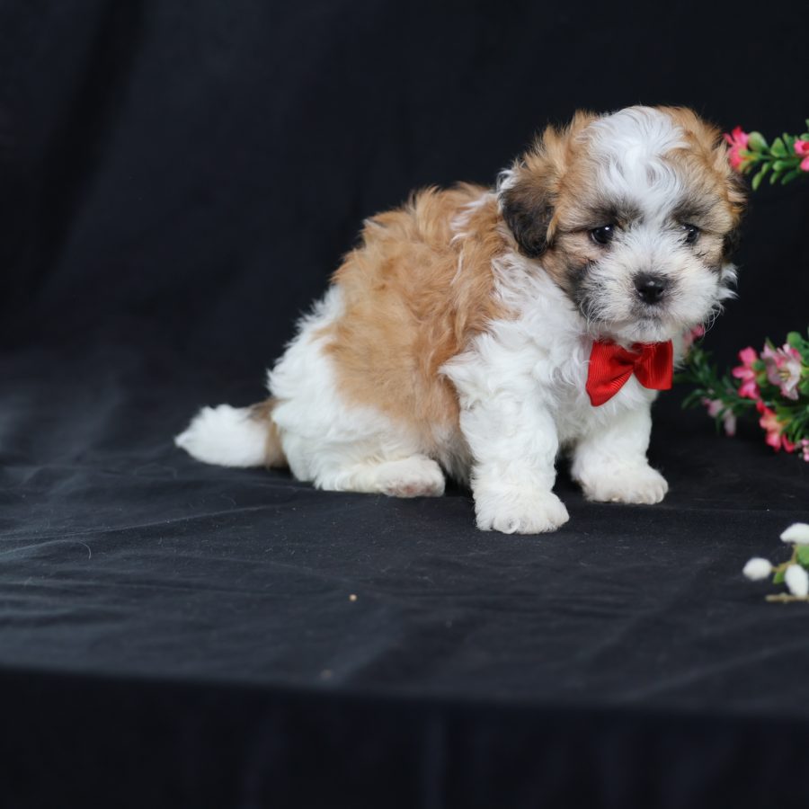 teddy bear shichon puppies