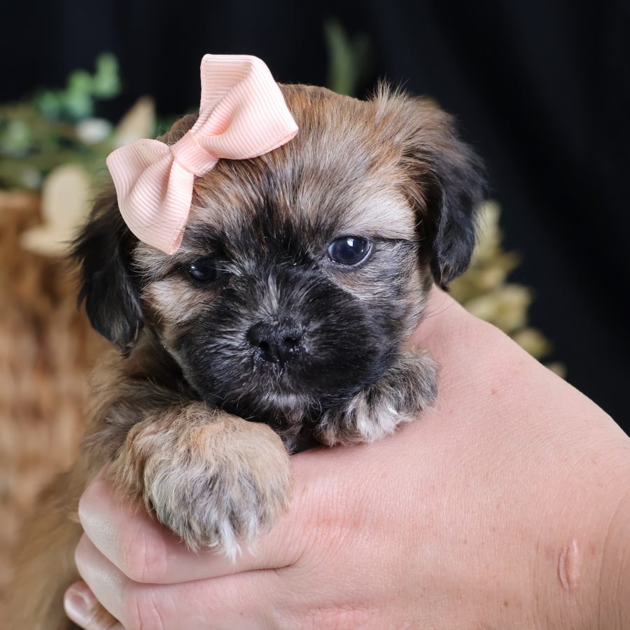 teddy bear puppy breed
