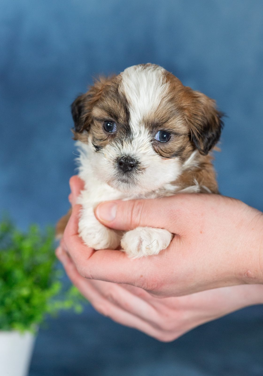 teddy bear shichon puppies