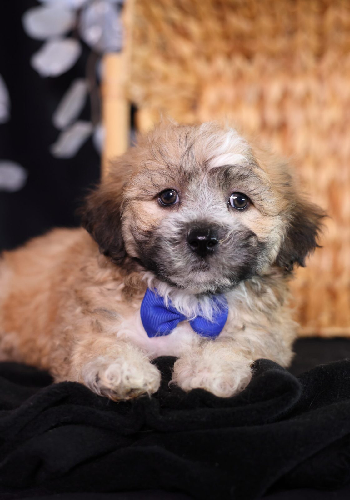 teddy bear shichon puppies