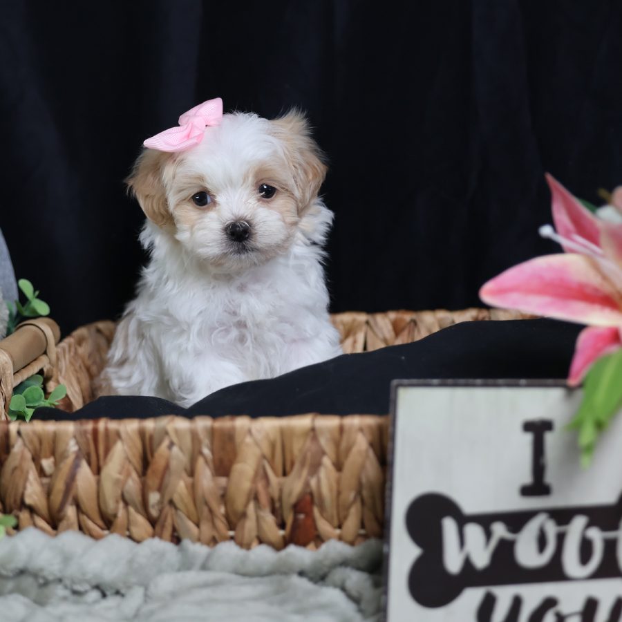 teddy bear teacup dog for sale
