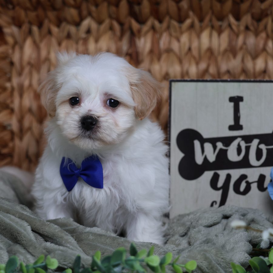 teddy bear teacup dog for sale