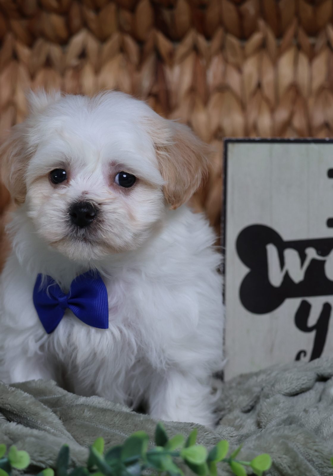 teddy bear teacup dog for sale