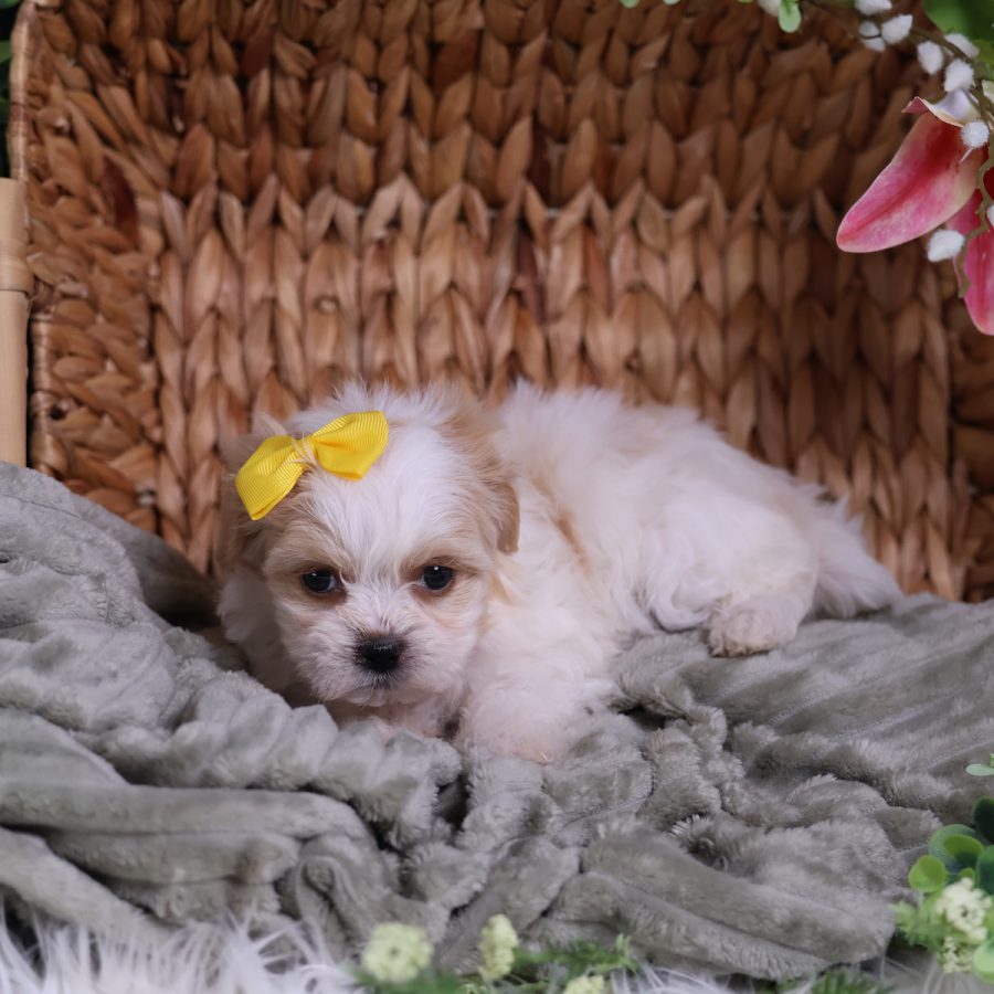 teddy bear teacup dog for sale