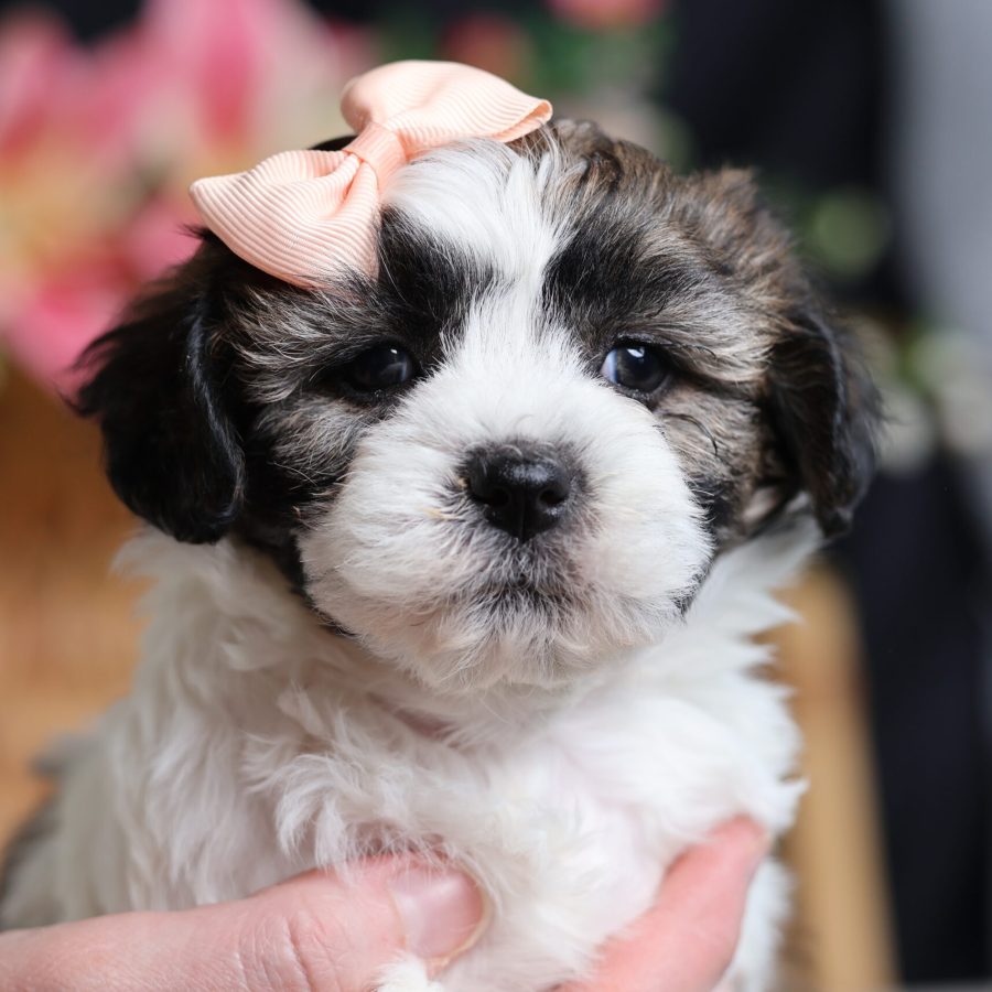 teddy bear teacup dog for sale