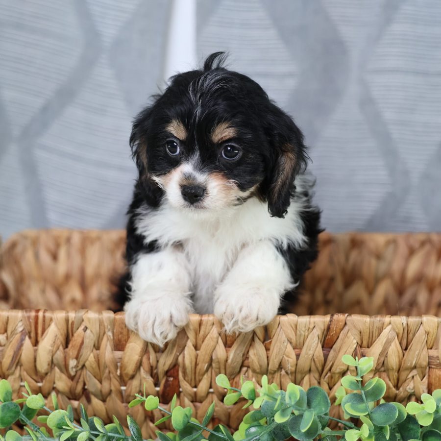 teddy bear teacup dog for sale