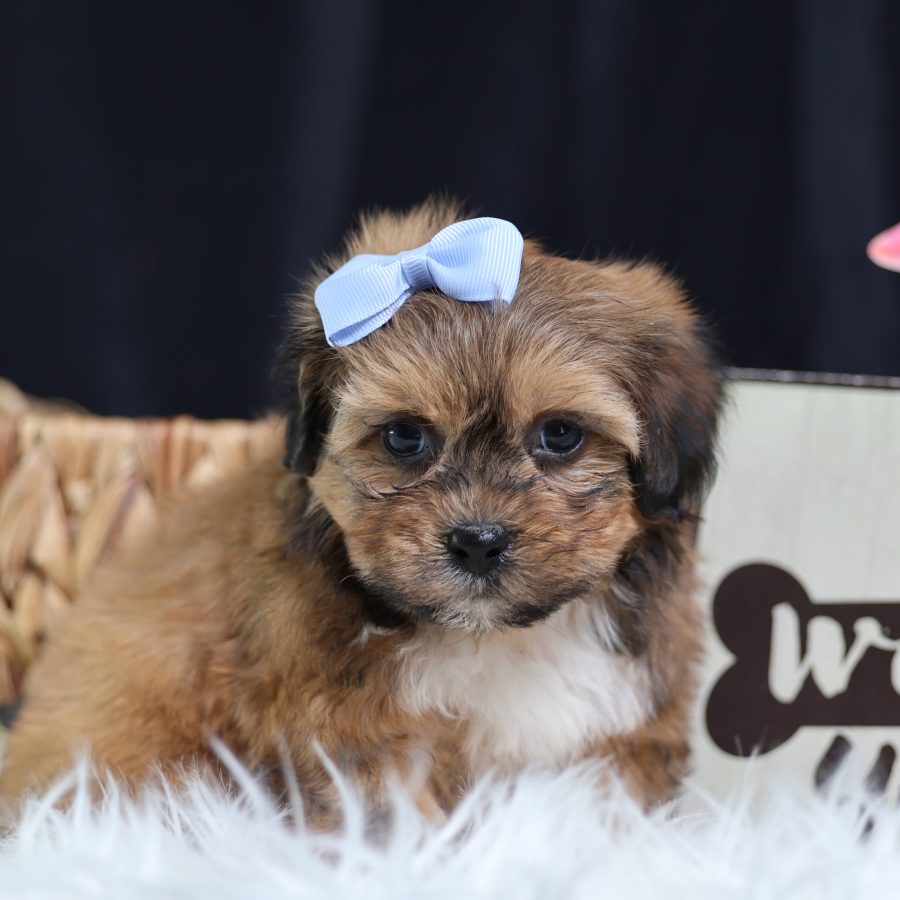 teddy bear teacup dog for sale