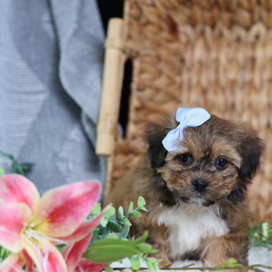 teddy bear teacup dog for sale