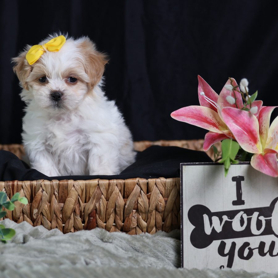 teddy bear teacup puppies