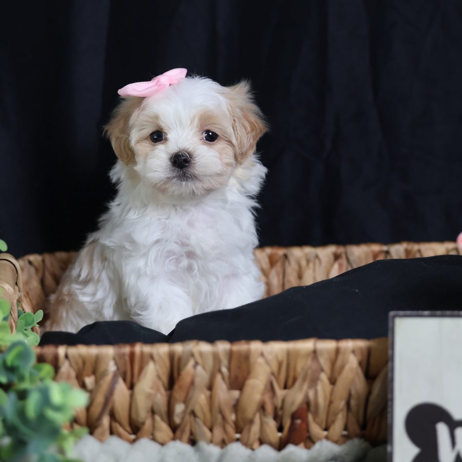 teddy bear teacup puppies