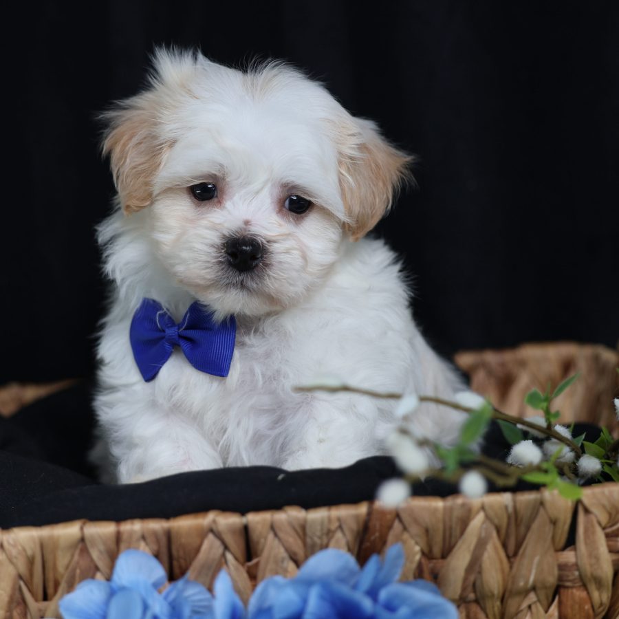 teddy bear teacup puppies