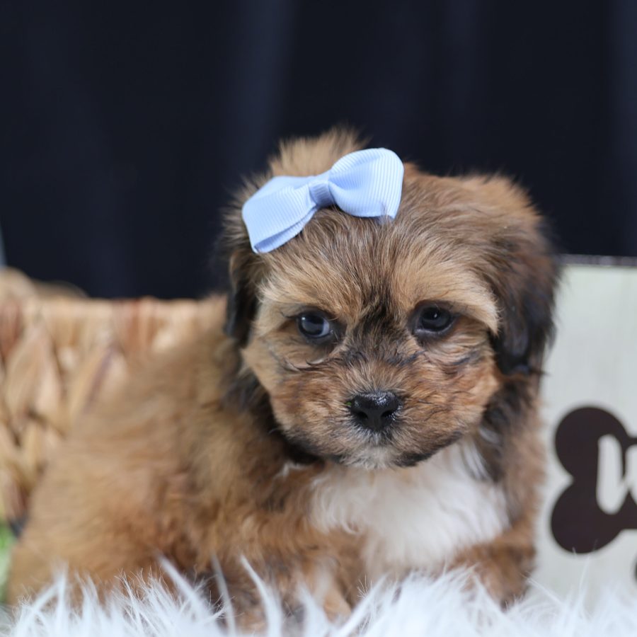 teddy bear dog puppy