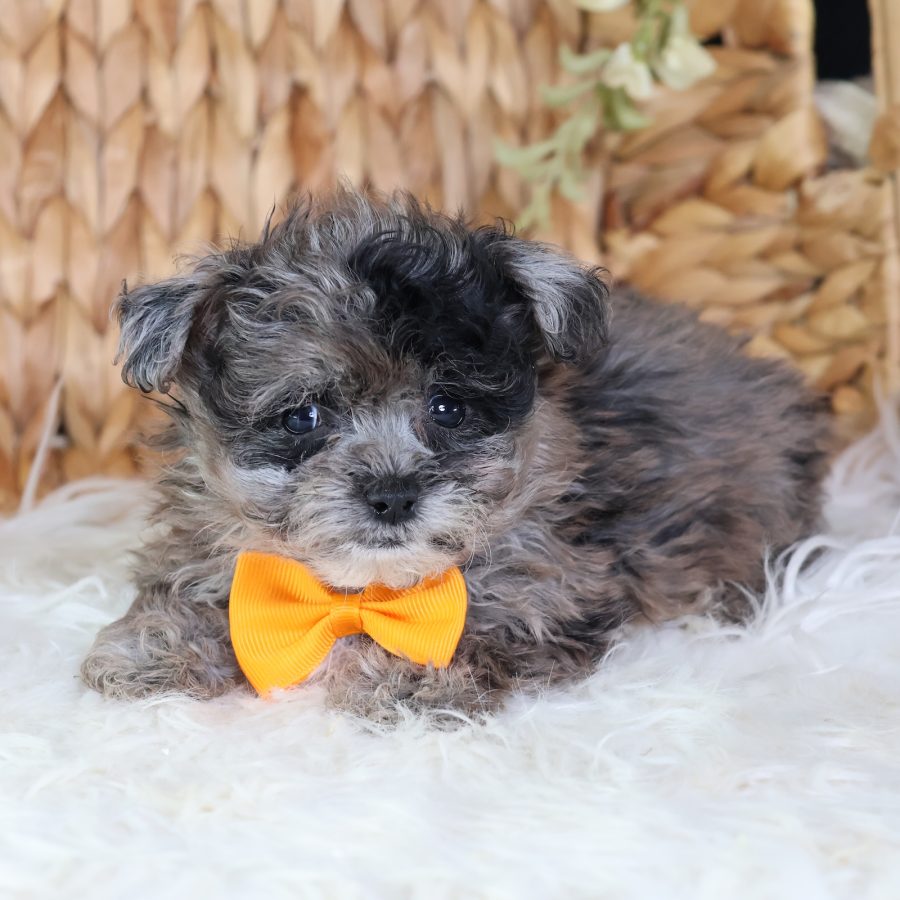 teddy bear zuchon