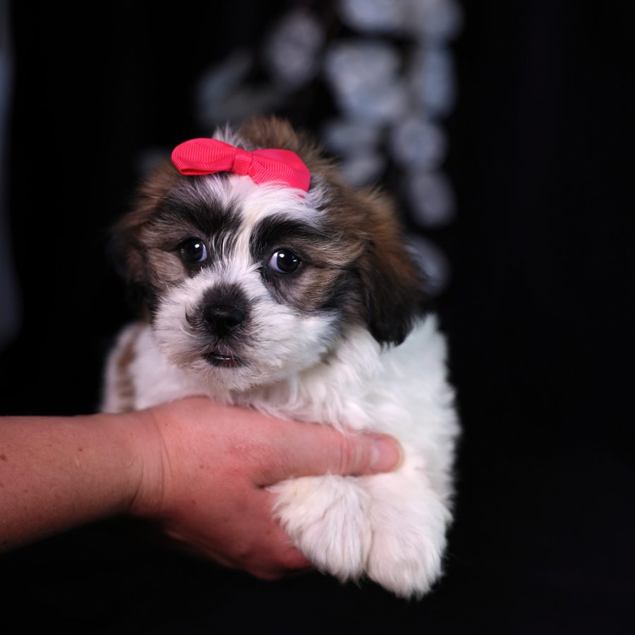 teddy bear zuchon breeder