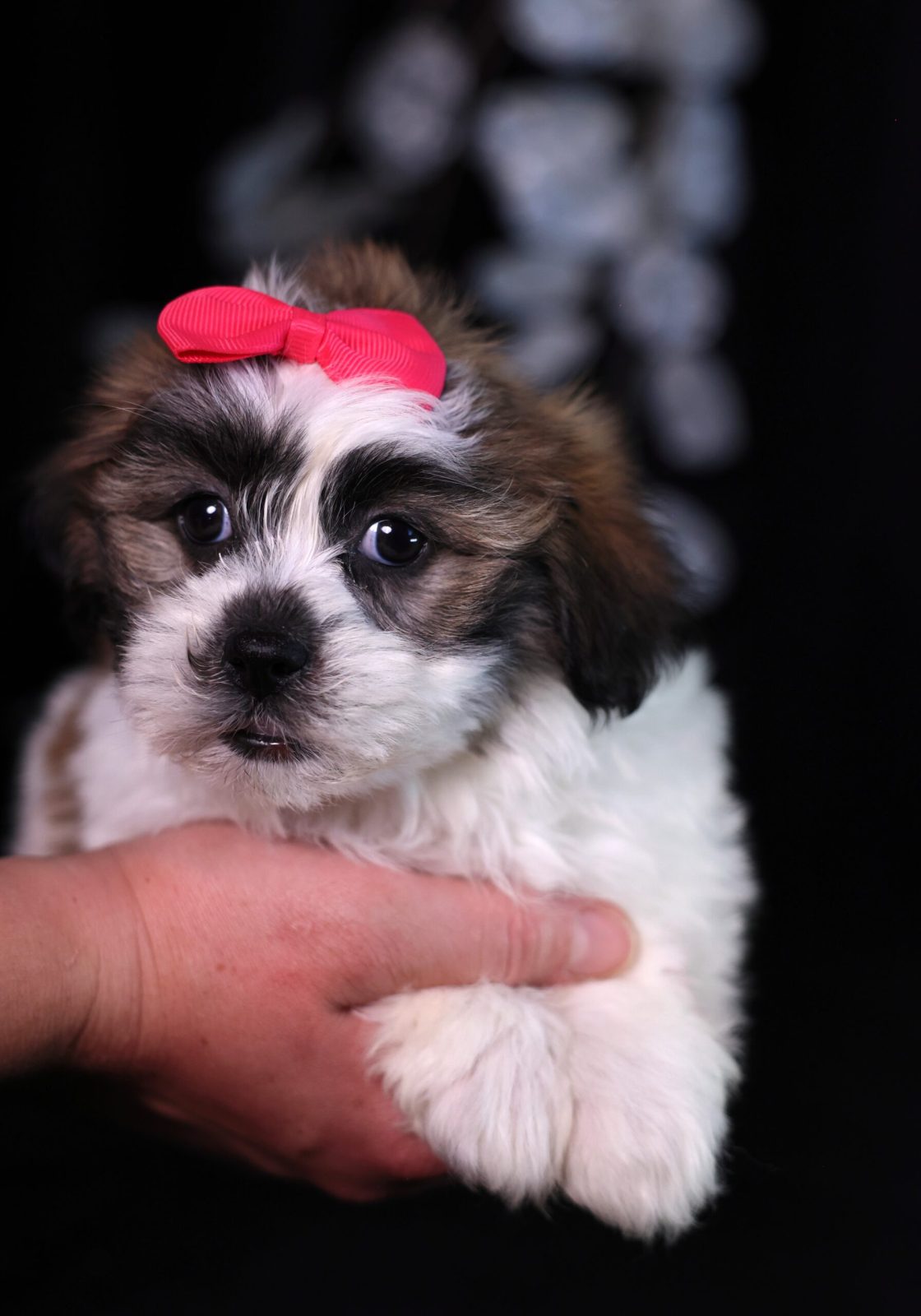 teddy bear zuchon breeder