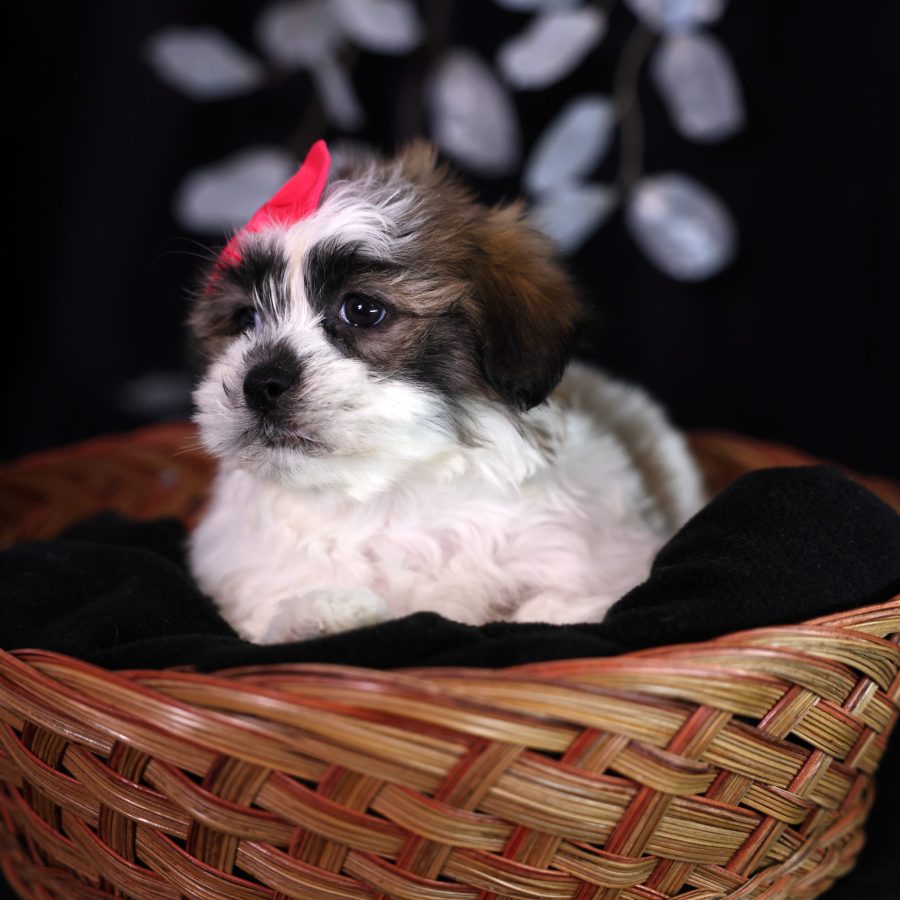 teddy bear zuchon puppies for sale