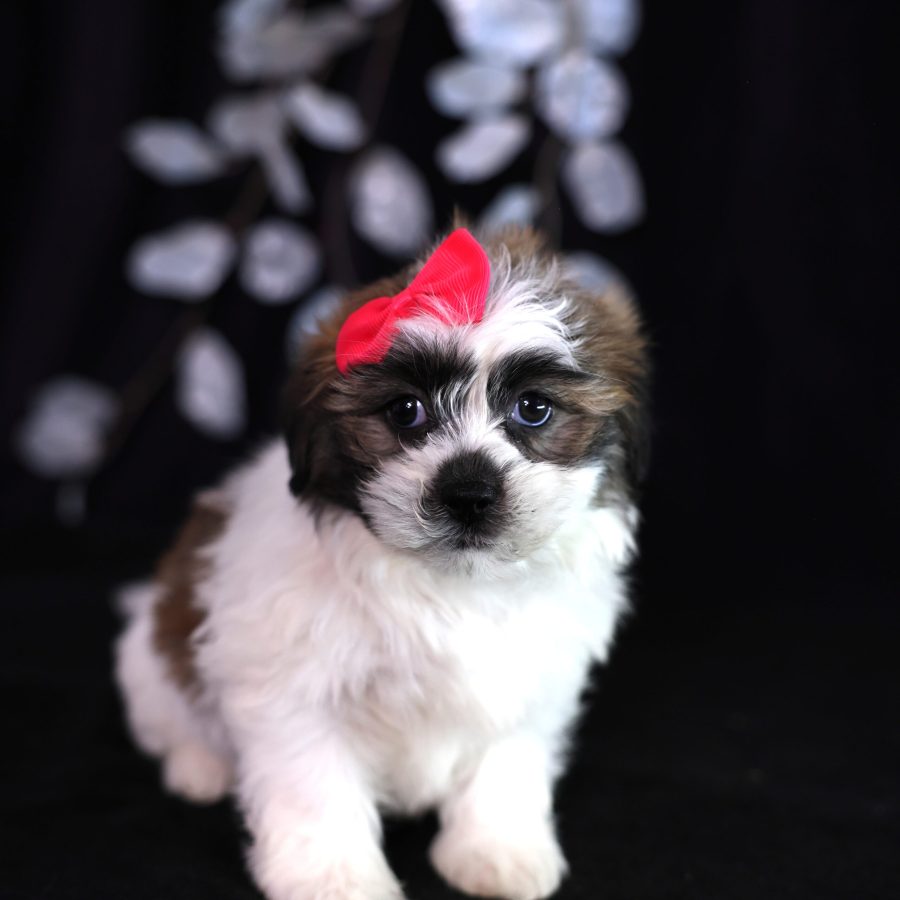 teddy bear zuchon puppies