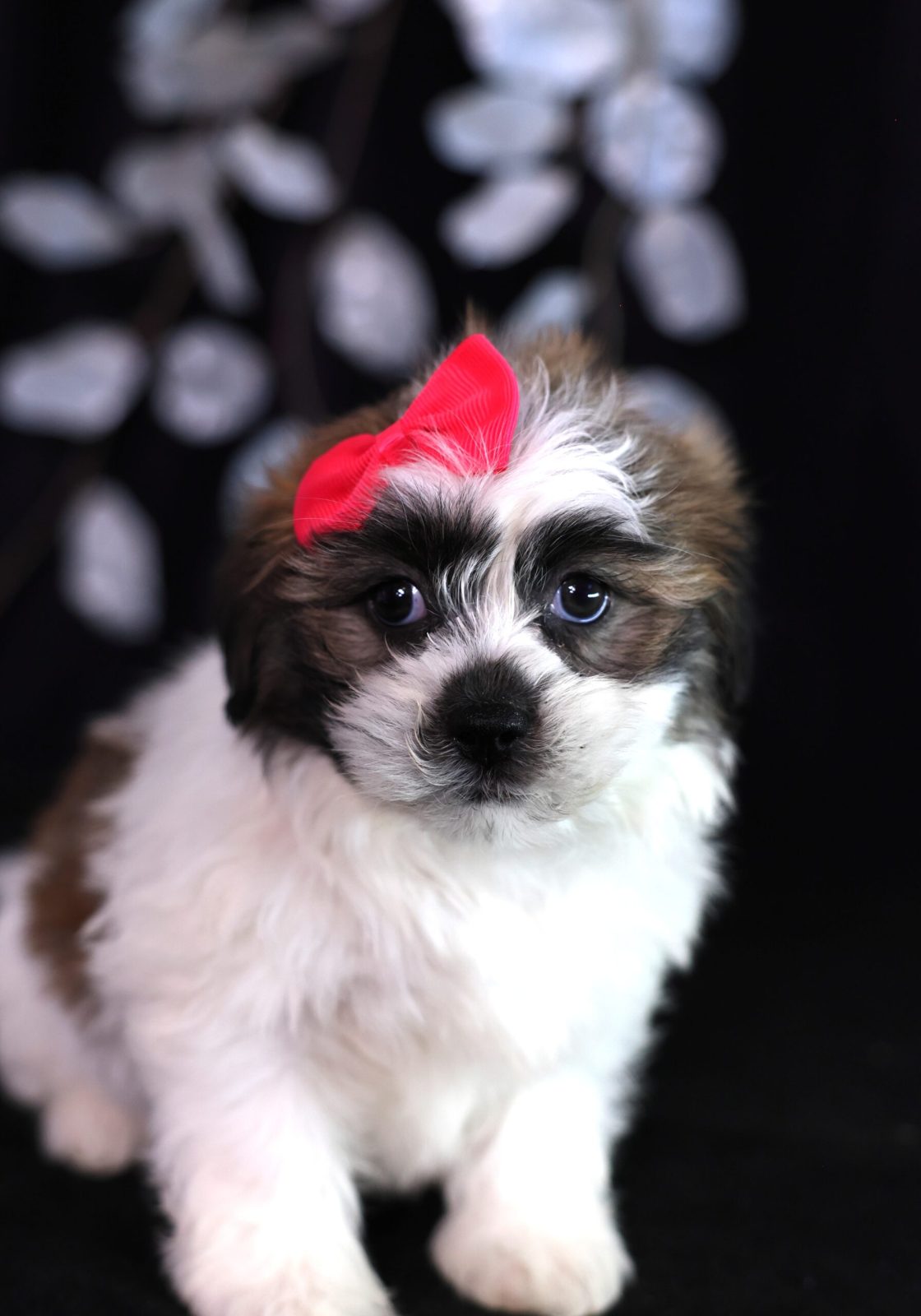 teddy bear zuchon puppies