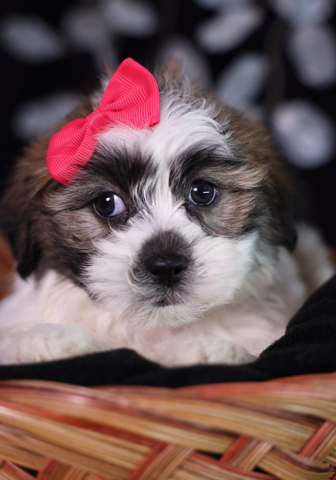 teddy bear zuchon puppy for sale