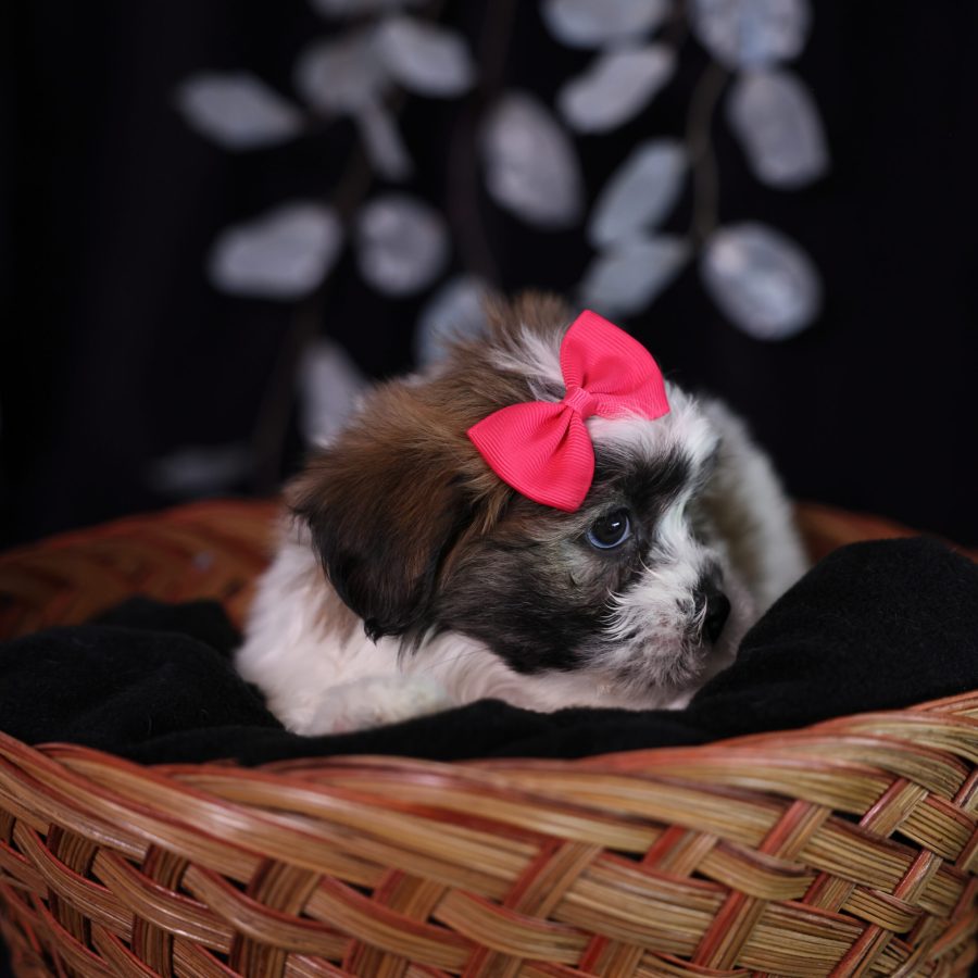 teddy bear zuchon puppy