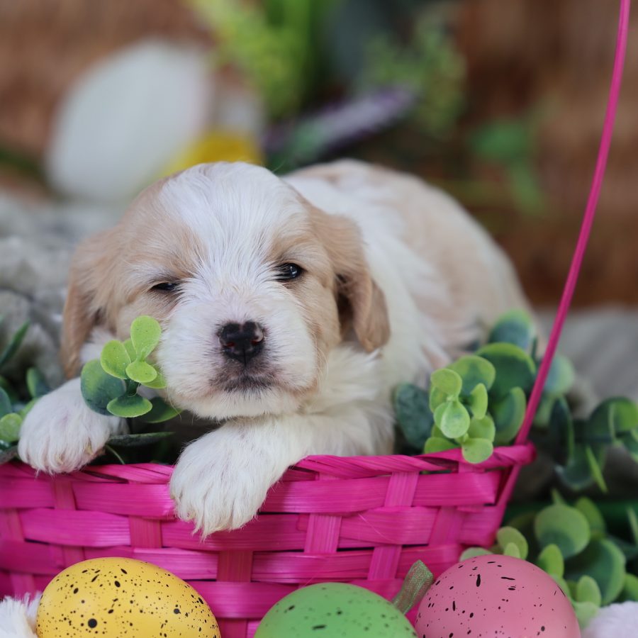 teddy bears puppies for sale