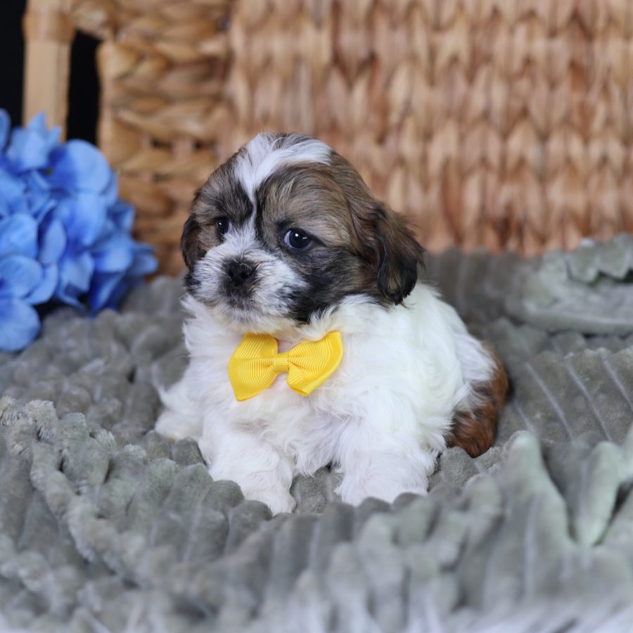 teddy bears puppies for sale