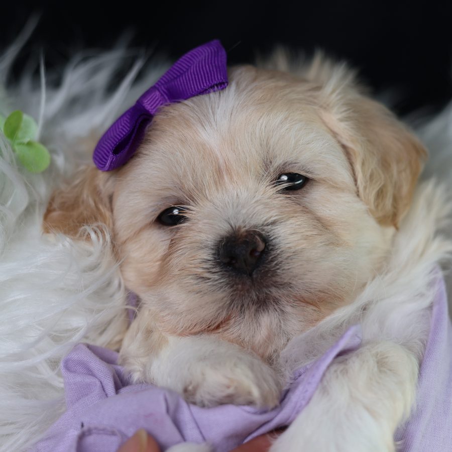 teddy bears puppies for sale