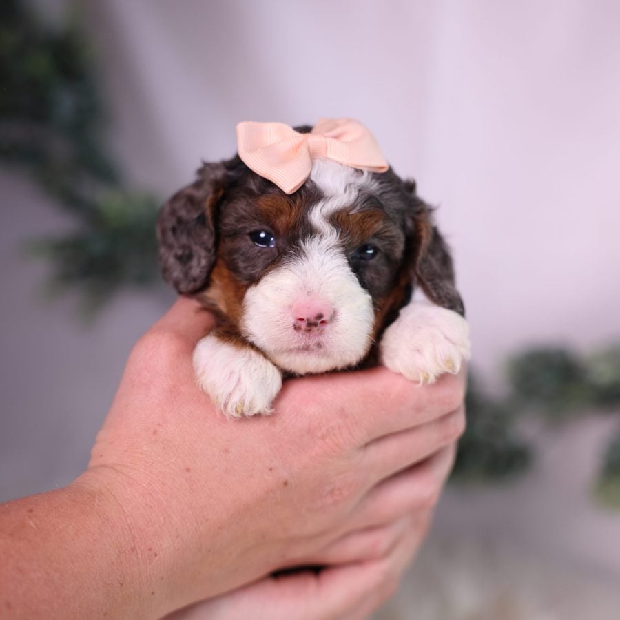 tiny bernedoodle puppy
