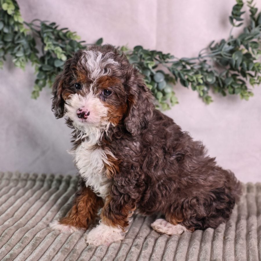 tiny bernedoodle puppy