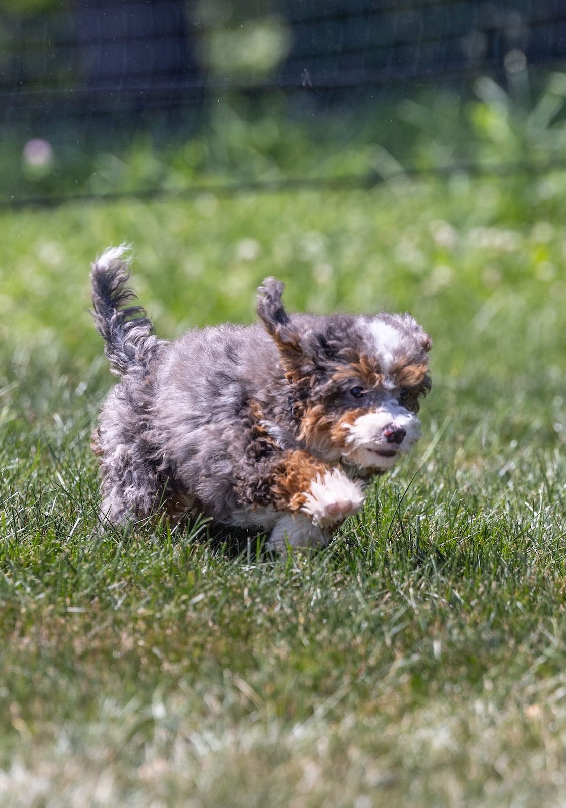 tiny bernedoodle puppy