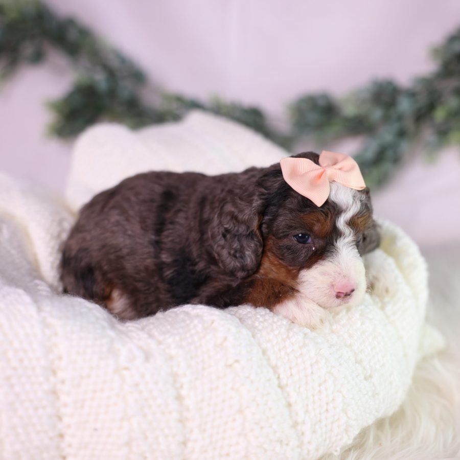 tiny bernedoodle puppy breeder