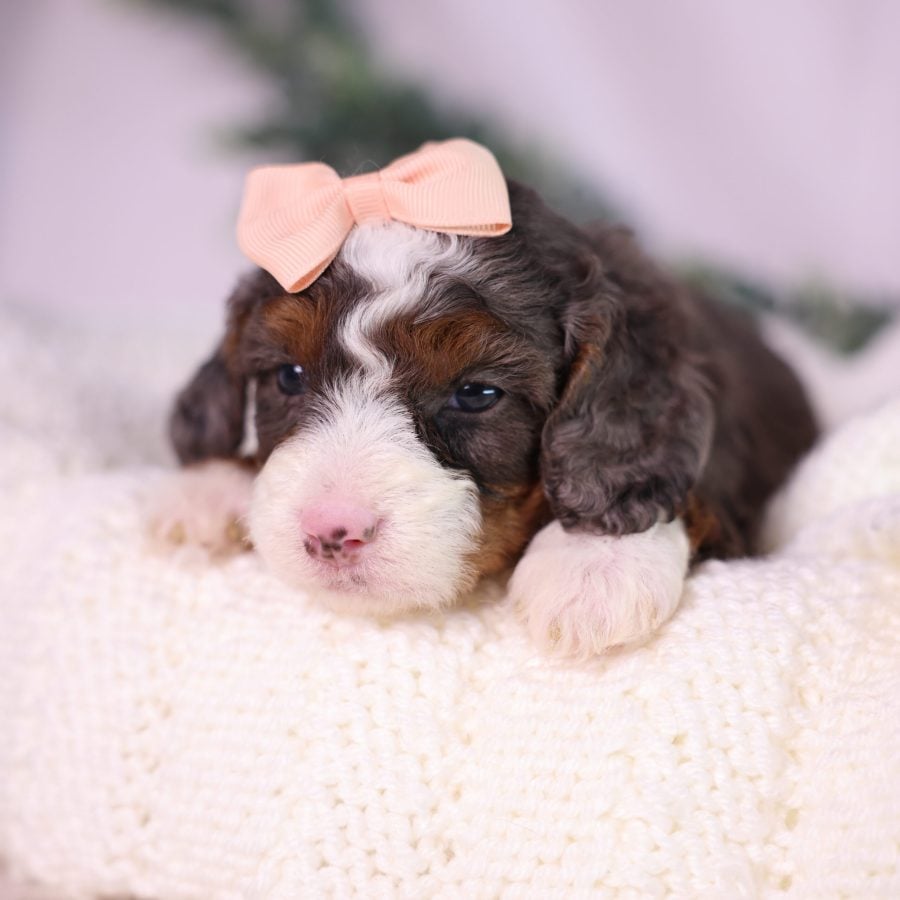 tiny bernedoodle puppy for sale