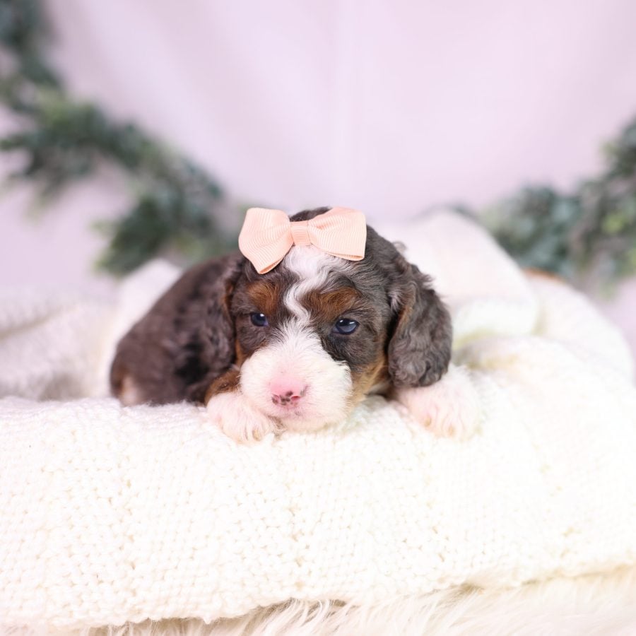 tiny bernedoodle puppy for sale near me