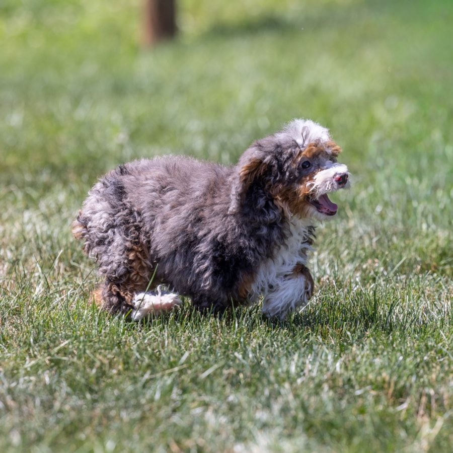 tiny bernedoodle puppy for sale near me