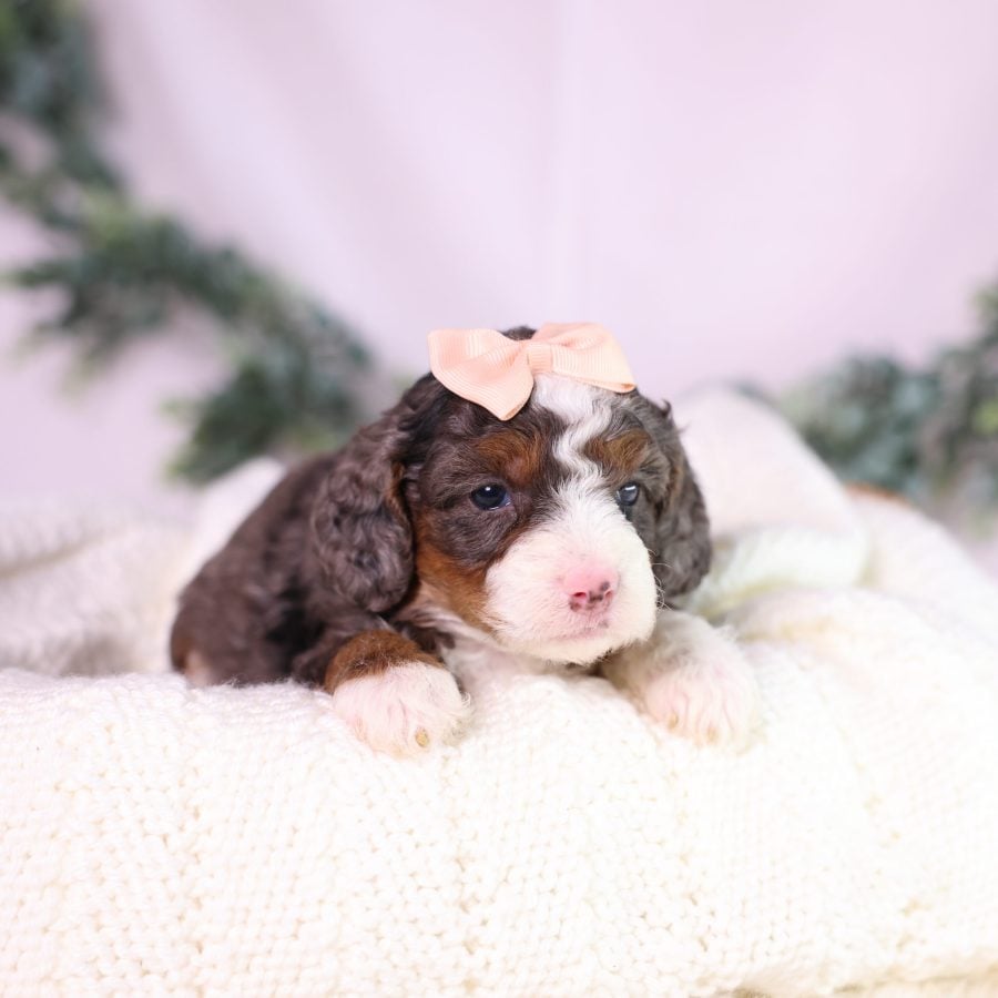tiny bernedoodle puppy for sale pa