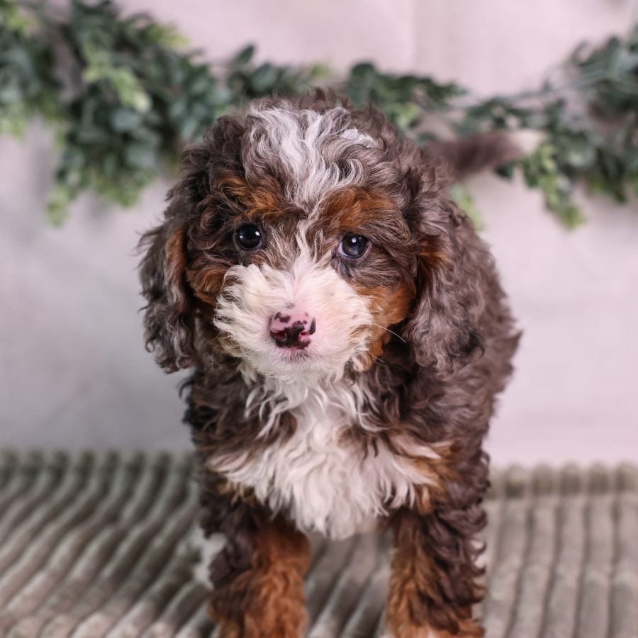tiny bernedoodle puppy fpr sale