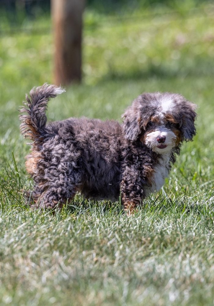 tiny bernedoodle puppy near me