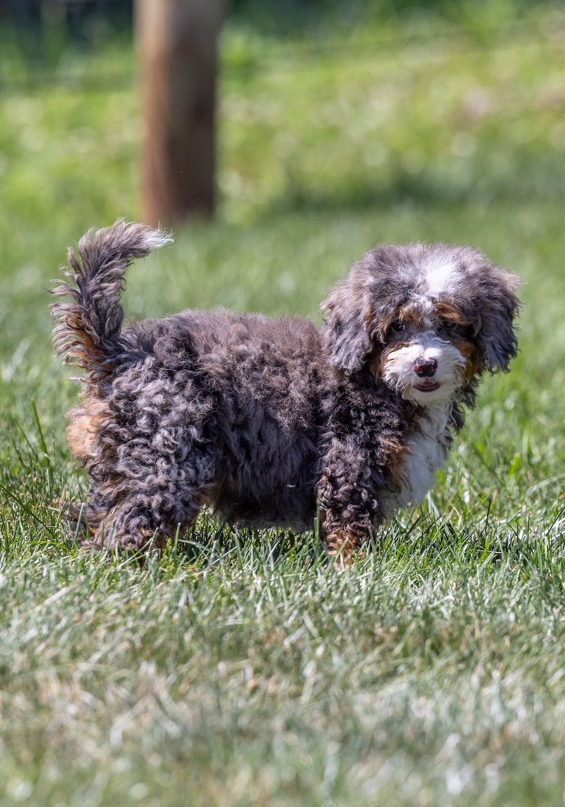 tiny bernedoodle puppy near me