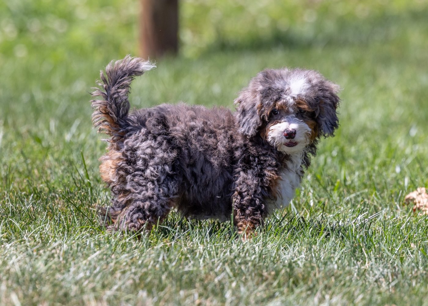 tiny bernedoodle puppy near me