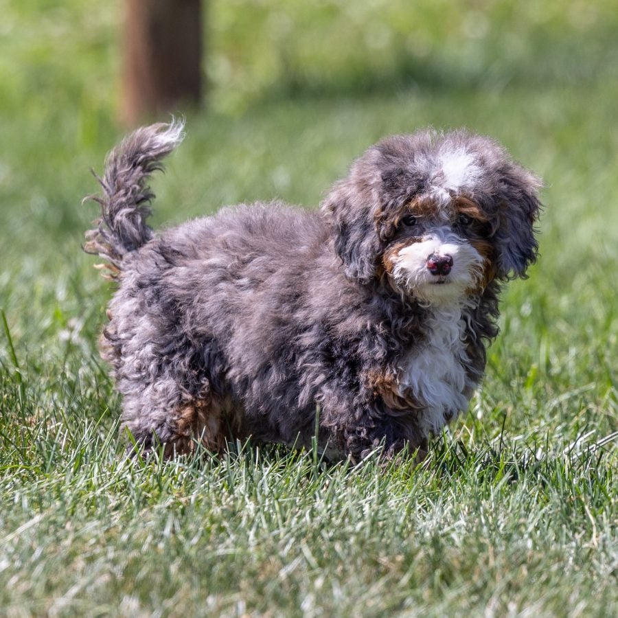 tiny bernedoodle puppy pa