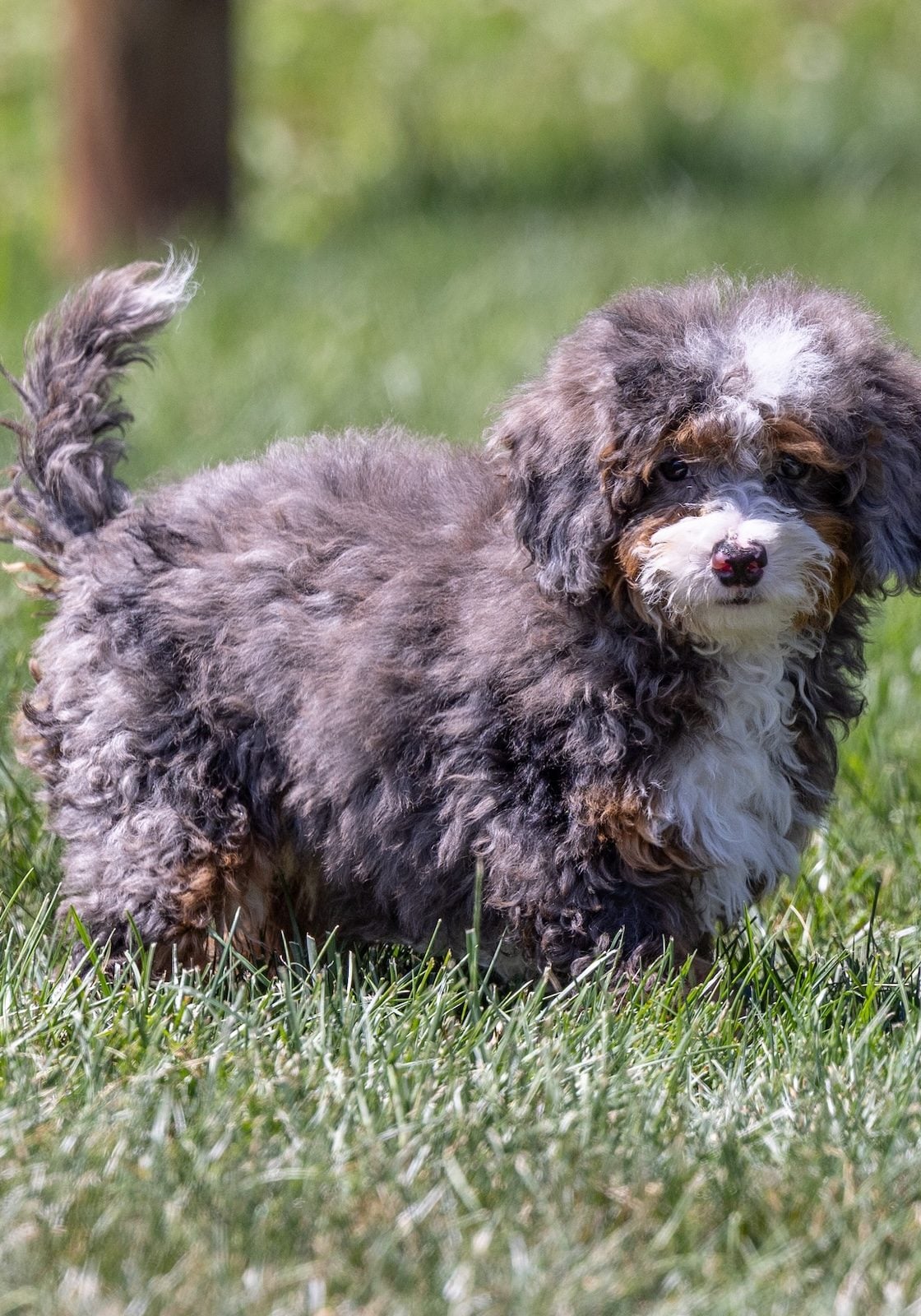tiny bernedoodle puppy pa