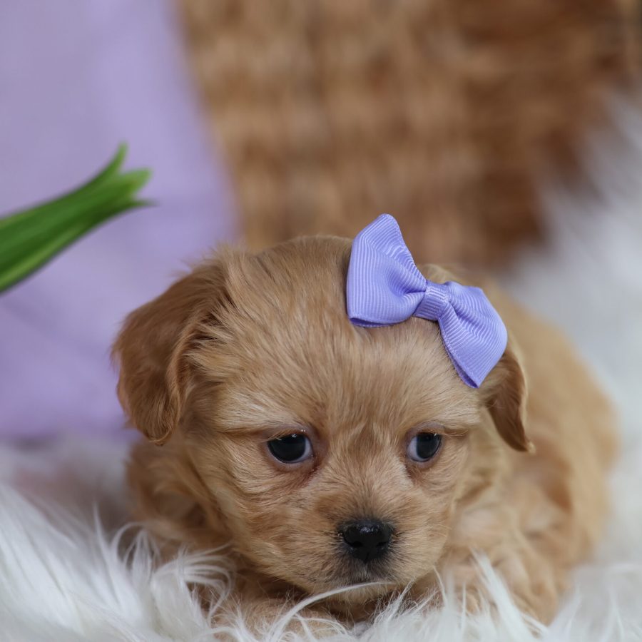 tiny puppies