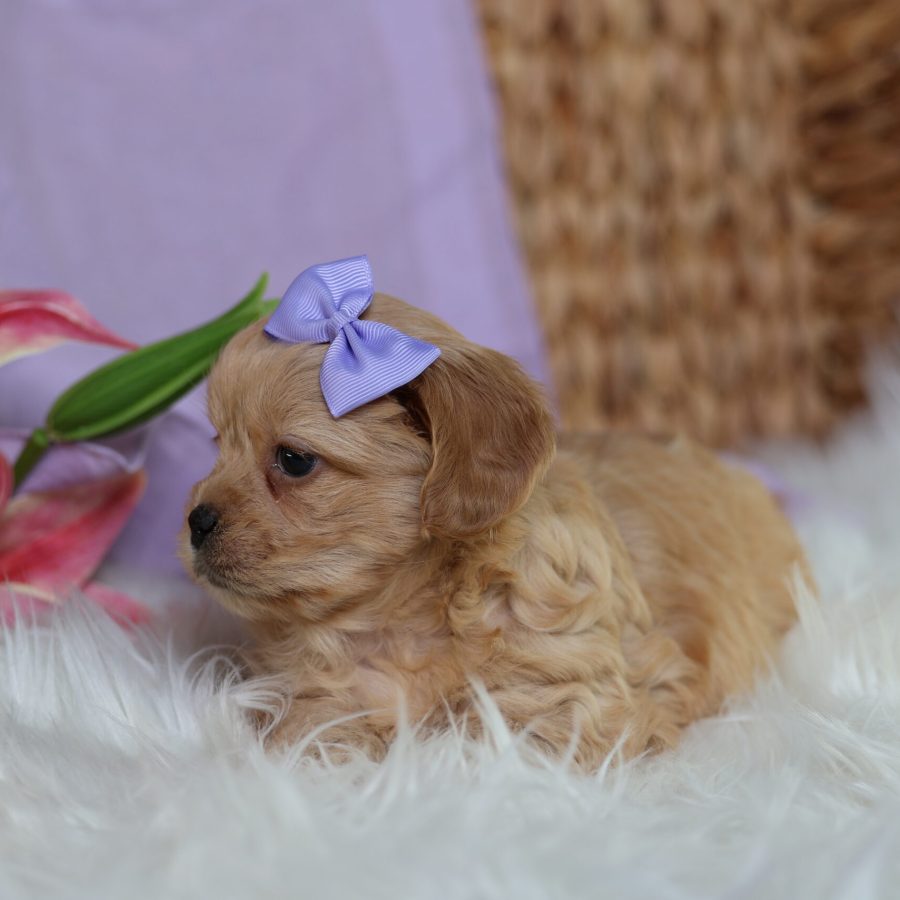 tiny teddy bear puppies