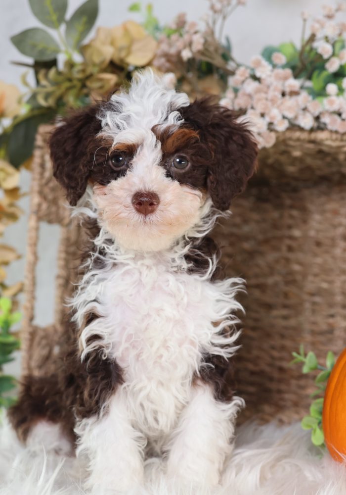 toy bernedoodle