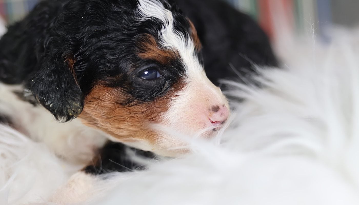 toy bernedoodle breeders