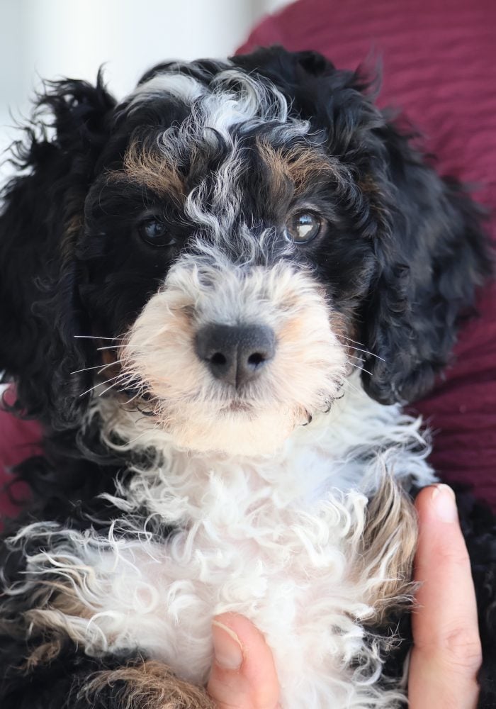 toy bernedoodle for sale toy micro bernedoodle for sale