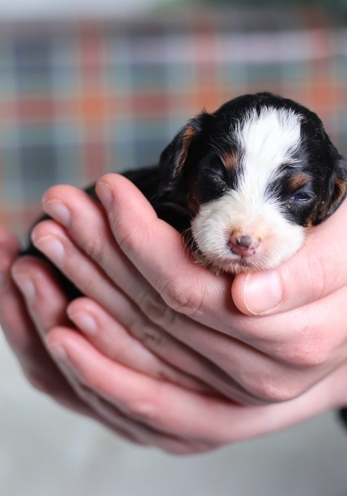 toy bernedoodle for sale